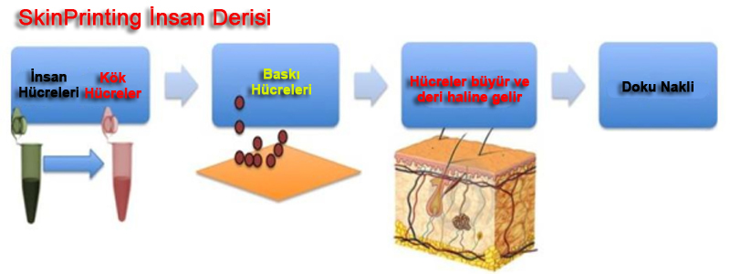 91h3o - Muhteşem Teknoloji: 3D Bio Yazıcı